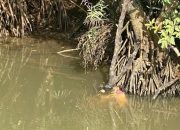 Buaya Sungai Mangsa Bocah “Pencari Kerang” di Bintan