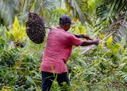 Dampak Larangan Ekspor Minyak Goreng: Harga Bakal Makin Naik dan Petani Merugi?