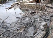 Tiga Predator Muncul di  Sungai Kolong Enam Kijang, UPTD Minta Warga Waspada