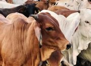 Sebanyak 495 Ekor Sapi Qurban Asal Lampung Tiba di Dermaga Beton Sekupang Batam