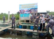 Lantamal IV Tanjungpinang Panen 4 Ton Kerapu Cantang Seharga 300 Juta
