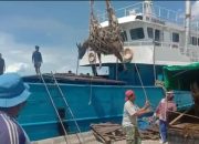 Penuhi Kebutuhan Hewan Qurban, Ratusan Sapi Natuna Bakal Masuk Tanjungpinang dan Bintan