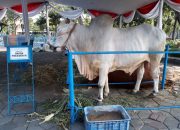 Gubernur Ansar Serahkan Sapi Qurban Bantuan Presiden Jokowi ke Bupati KKA