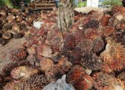 Komentar Luhut Soal Harga Sawit Turun karena Ukraina Dipertanyakan
