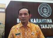 Masuk Tanjungpinang Melalui Jalur Ilegal, Balai Karantina Kembalikan 51 Ekor Kambing