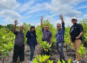 Sambut HPN 2024, PWI Kepri Siapkan Penanaman 50 Ribu Bibit Mangrove