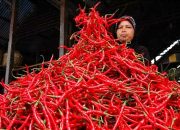 Rakor Pengendalian Inflasi jaga Ketersediaan dan Stabilisasi Harga: Pedagang, Pemda Tidak Bisa Intervensi Harga Cabai Dengan 1 Ton