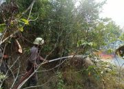 Pasca Himbauan Larangan Karhutla Kapolres Bintan, Kobaran Api Lahap Hutan Lancang Kuning