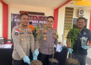 Polisi Tangkap Pemilik Ladang Ganja Toapaya Selatan, Tiga Batang Pohon Mariyuana Diamankan