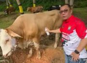 Kapolda Kepri Qurban 34 Ekor Sapi Untuk Masyarakat Batam, Irjen Pol Yan Fitri: Pastikan Sapi Qurban Sehat