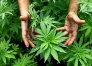 Warga Tanjungpinang Ketahuan Tanam Pohon Ganja
