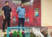 Satreskrim Polres Bintan Gagalkan Penyelundupan Puluhan Ekor Burung Kakatua 