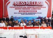 Tim Gabungan Mabes Polri, Kanwilsus DJBC Kepri dan Lantamal Batam Gagalkan Penyelundupan 237.305 Benih Lobster 