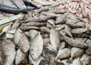 Ikan Dingkis Jadi Ikan Buruan Favorite Nelayan Saat Imlek, Dipercaya Datangkan Keberuntungan 
