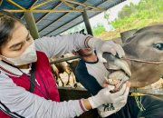 Jelang Hari Raya Idul Adha 1446 H, DP3 Tanjungpinang Pastikan Kesehatan Hewan Qurban