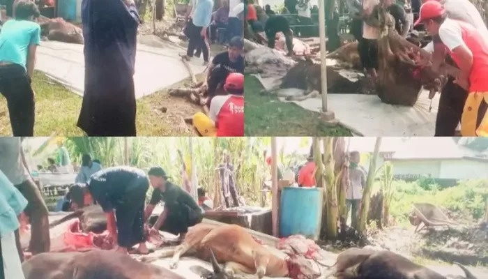 WN Singapura Sumbang 6 Ekor Sapi Qurban Idul Adha di Masjid Al-Qona’ah Batu Kucing Tanjungpinang
