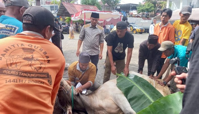 Polresta Tanjungpinang Sembelih 6 Ekor Sapi Kurban Idul Adha 1446 H