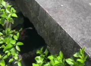 Warga Ketakutan, Buaya Muara Muncul Dibawah Jembatan Gang Pandan Tanjungpinang
